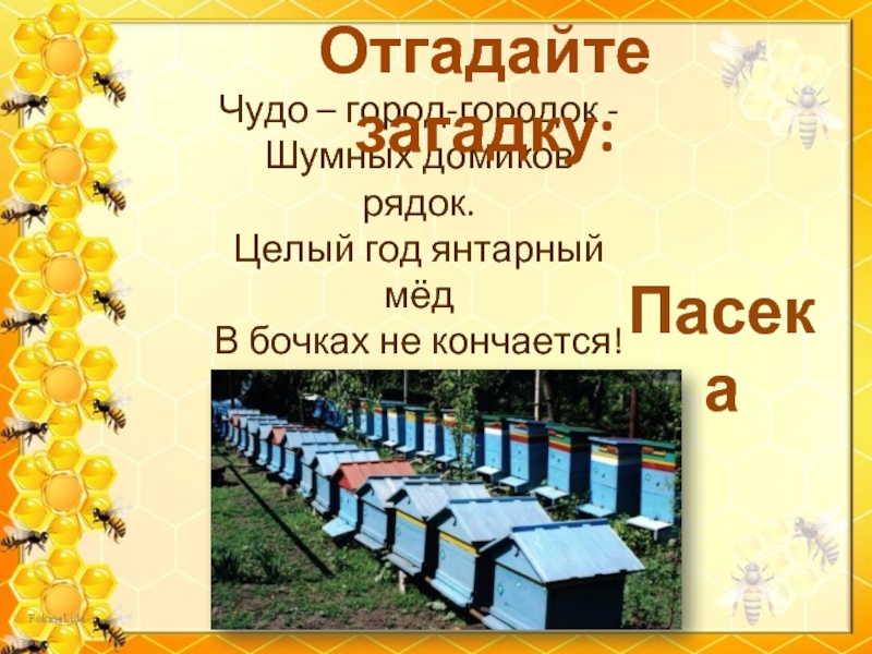 Пчела и оса сходство и различие
