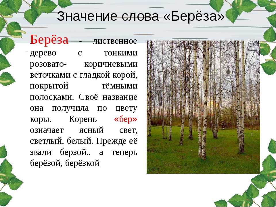 Доклад описание березы для детей 2, 3, 4 класса окружающий мир сообщение