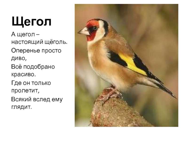 Щегол загадки для детей