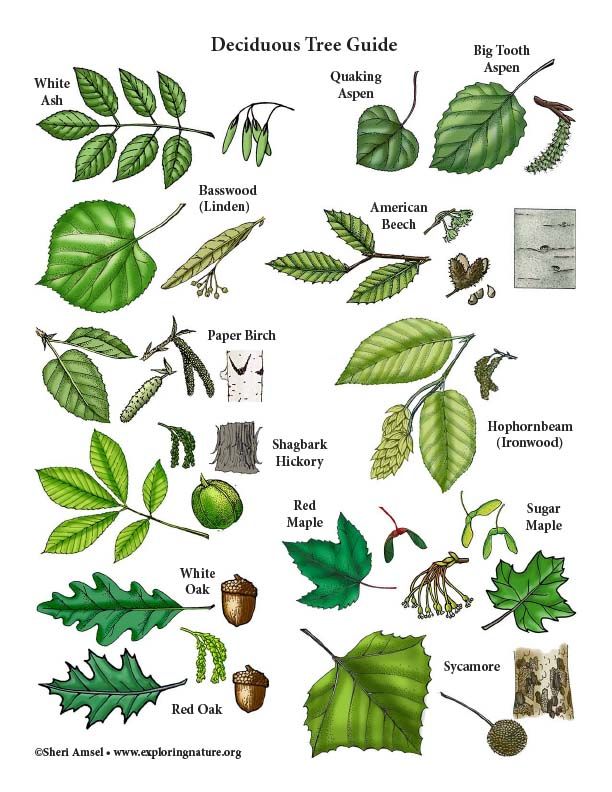 The 5 best free tree identification apps - utopia