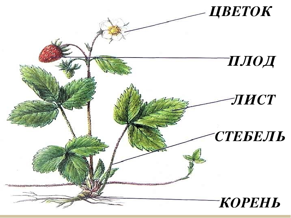 Картинки цветов для детей: полевые, садовые, раскраски