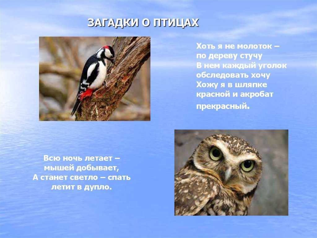 Загадки про птиц для детей 2 класса с ответами