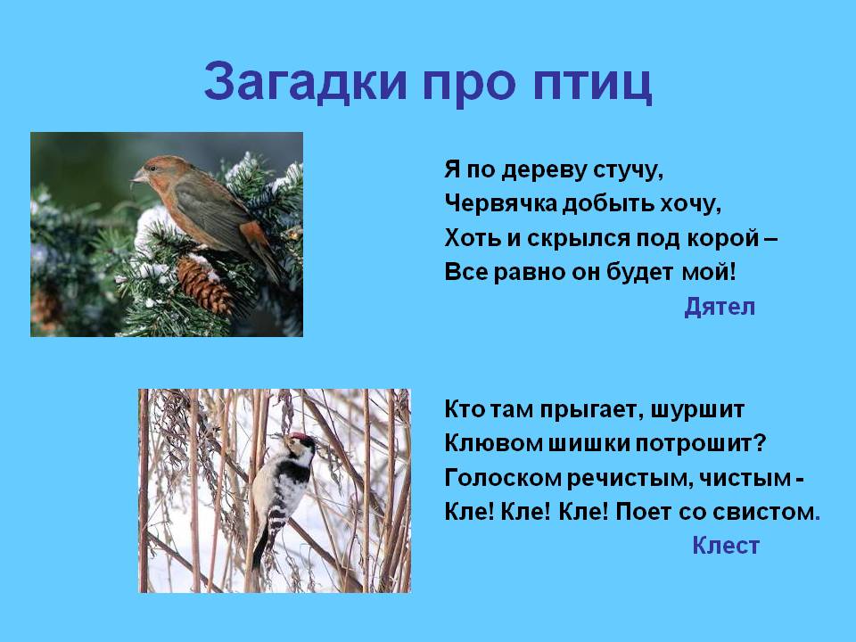 Загадки про птиц для детей с ответами: 235 лучших загадок про домашних, перелетных и зимующих птиц / mama66.ru