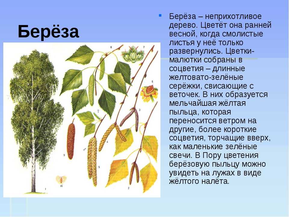 Рассказы сладкова для внеклассного чтения