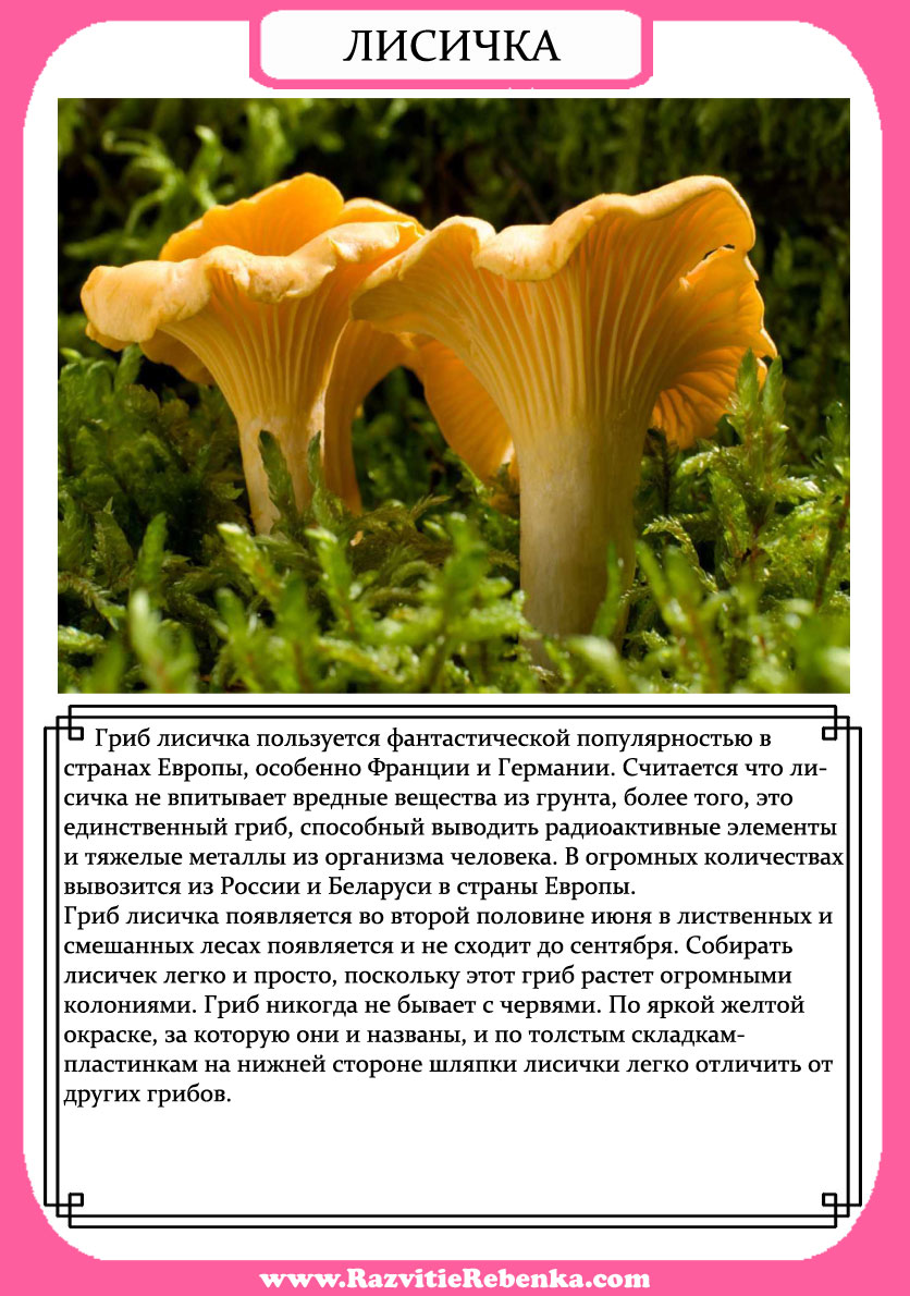 Грибы съедобные рисунок