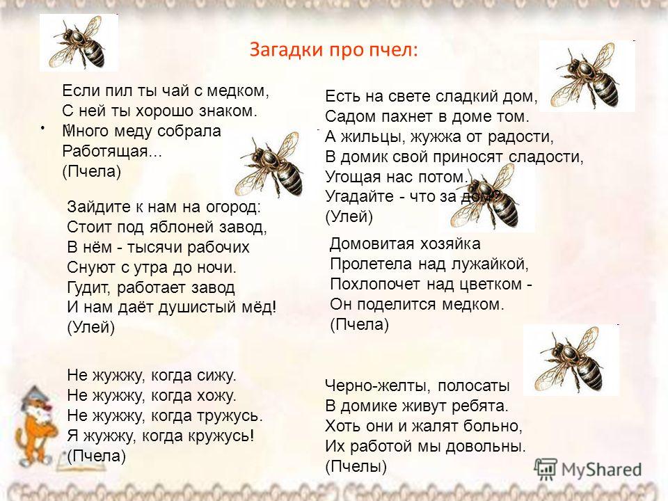 Загадки про насекомых для детей с ответами