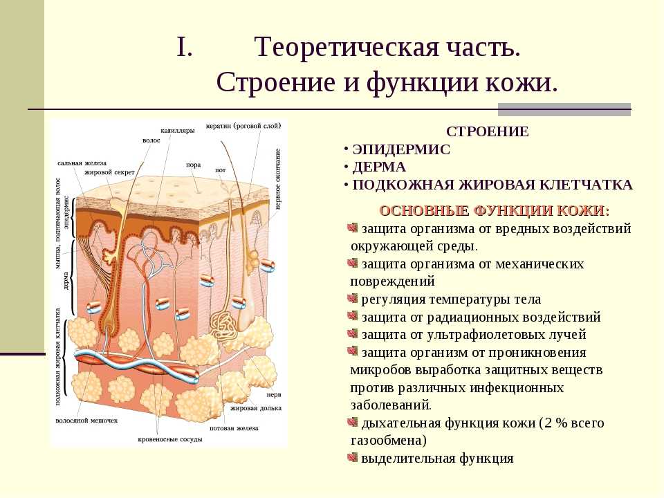 Названия частей тела для детей с картинками, играми