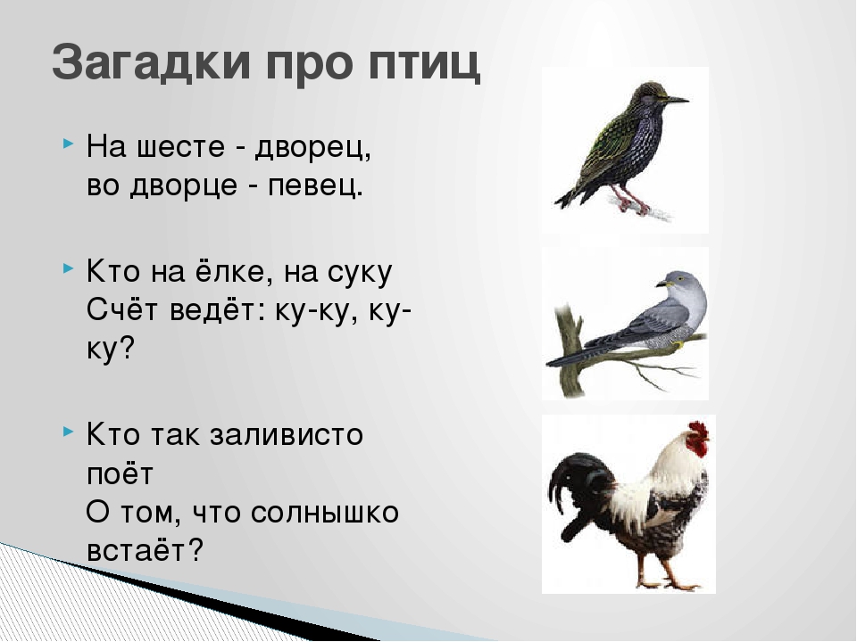 Загадки для развития речи для детей дошкольников 6-7 лет с ответами
