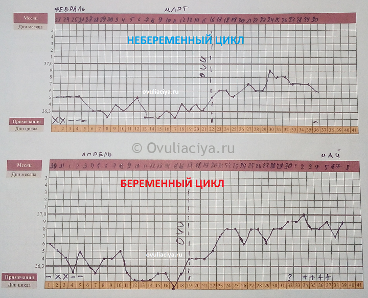 Базальная температура при овуляции: какая должна быть, как правильно измерять и вести график?