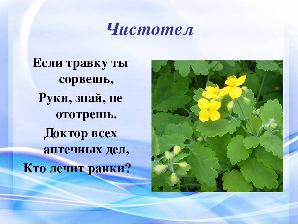 Стихи про цветы для детей