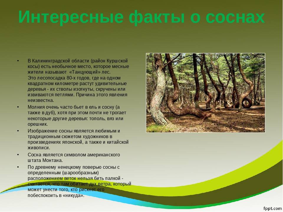 Клест: детям о природе. познавательные сказки и рассказы в картинках.