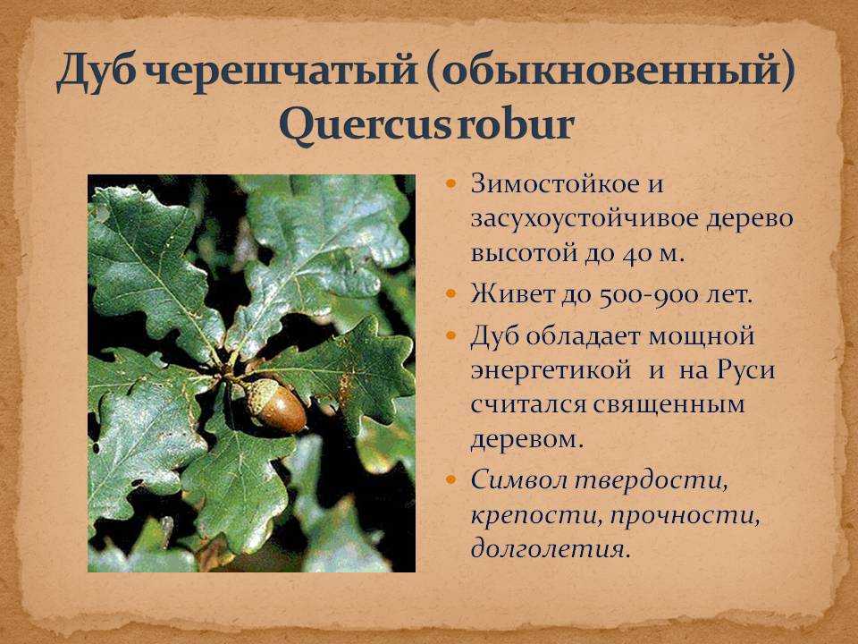 Дуб - описание, виды и характеристика для детей