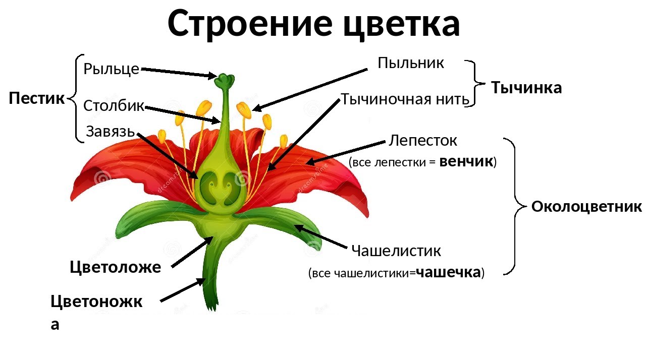 Презентация на тему: "органы цветковых растений 6к л а с с учебник н.и. сонина.". скачать бесплатно и без регистрации.