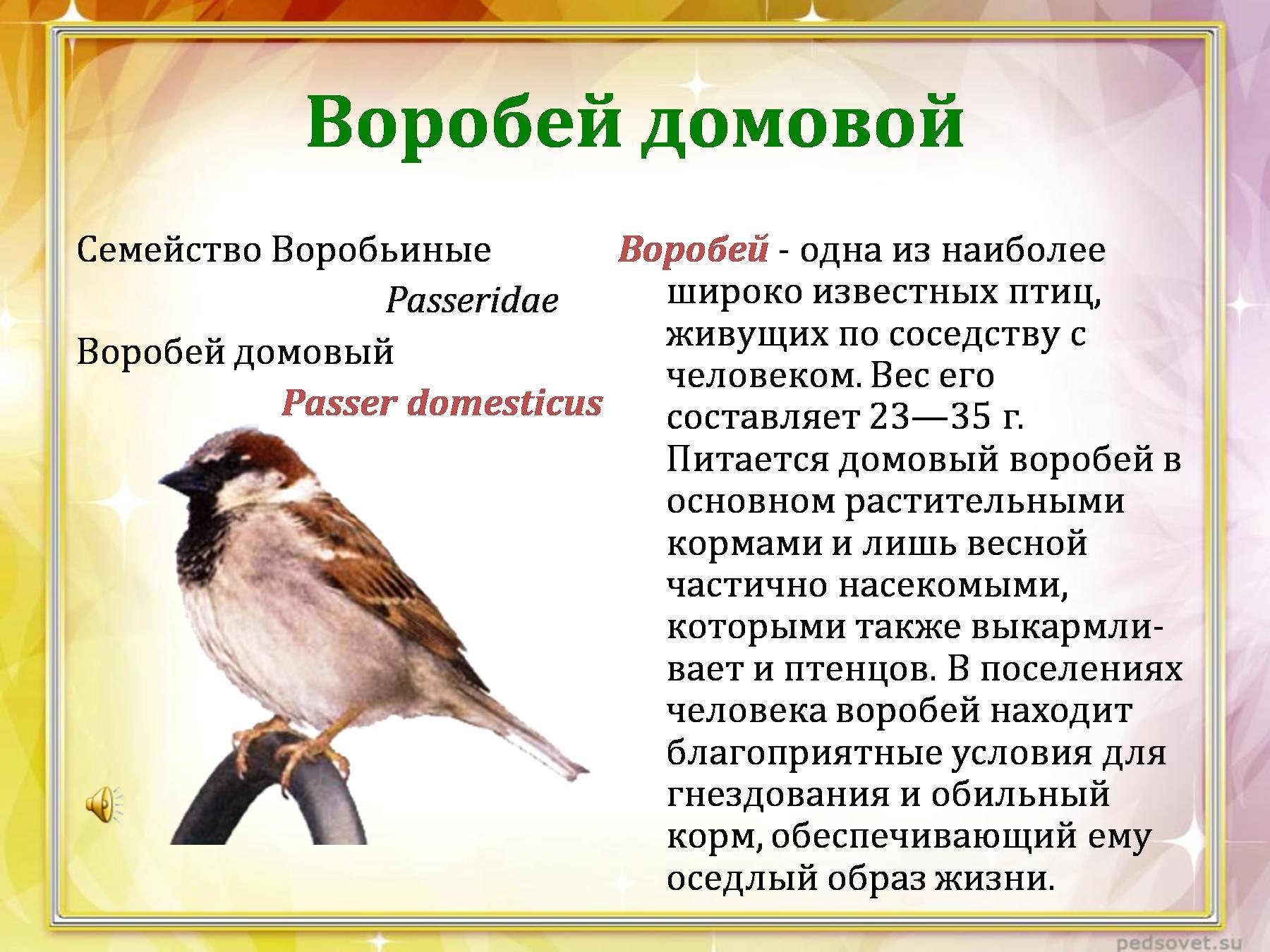 Виды воробьев, описание, фото, ареалы обитания