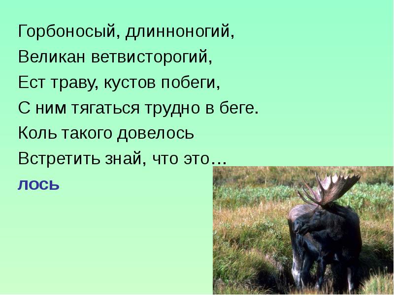 Пословицы поговорки и загадки о лосе. интересная загадка про лося и не одна