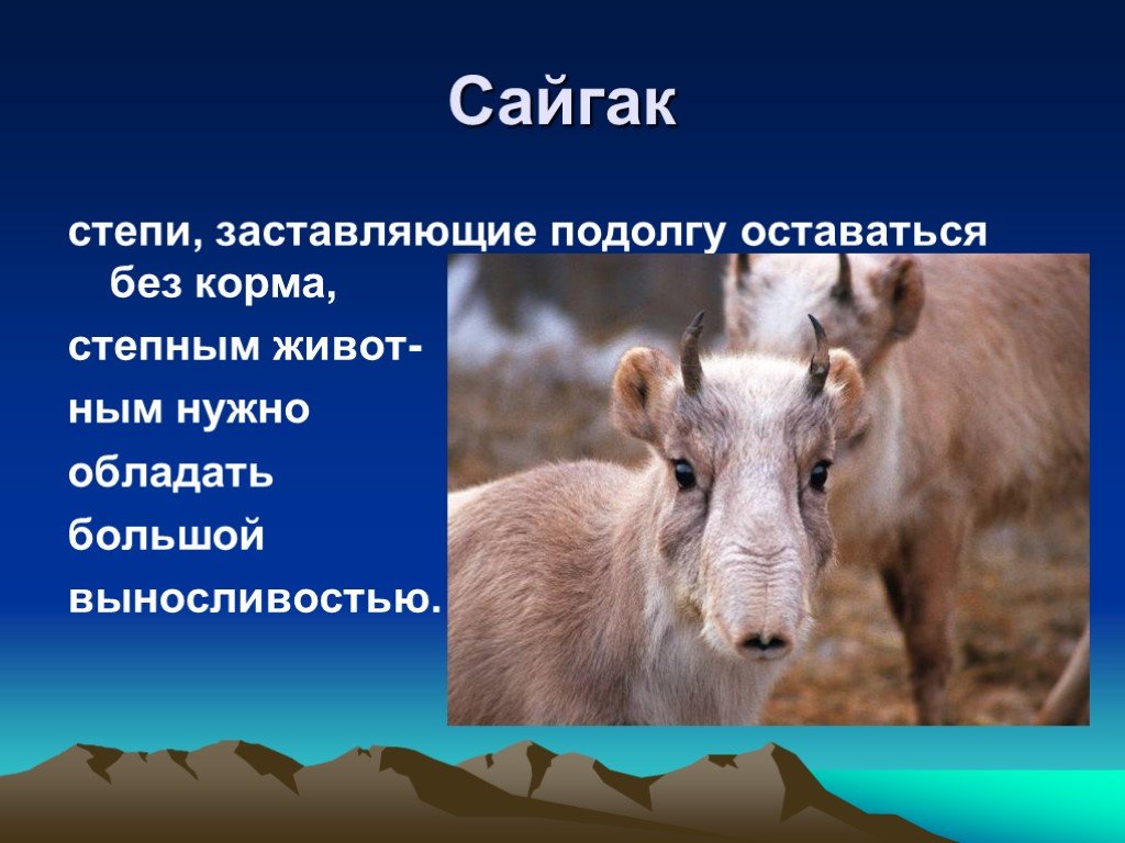 Загадки про животных с ответами