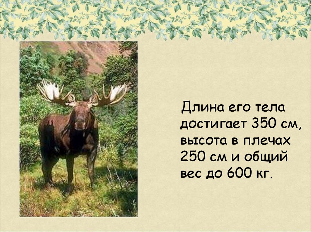 Пословицы поговорки и загадки о лосе. интересная загадка про лося и не одна