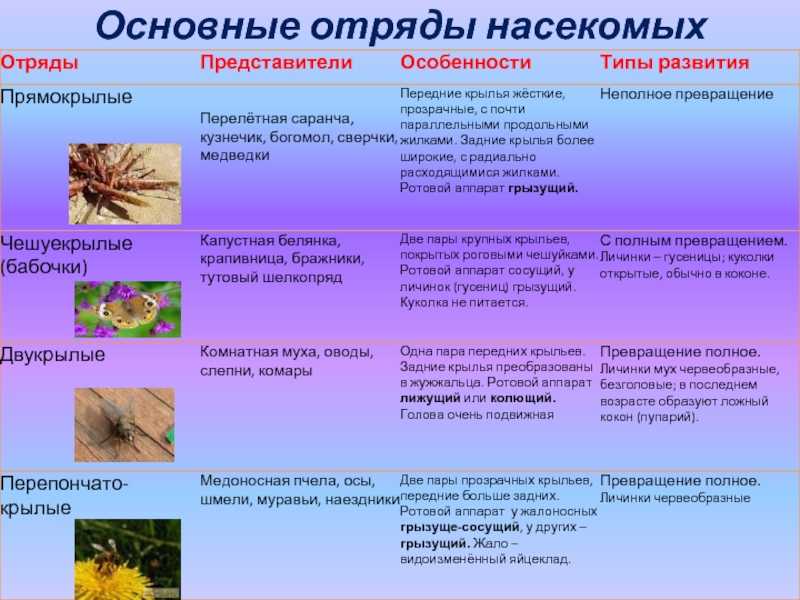 Класс насекомое их отряды, основные признаки и значение (таблица)