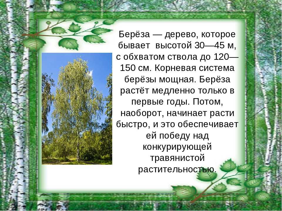 Сочинение описание береза — от земли до неба