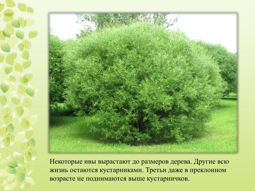 Ива остролистная - salix acutifolia - описание таксона - плантариум