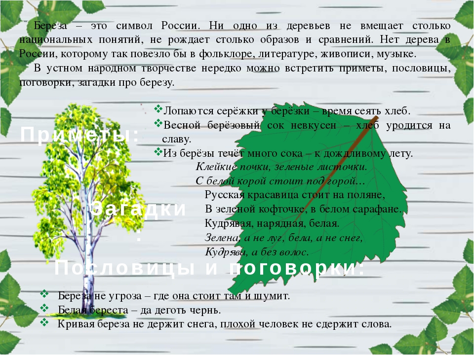 Белая береза под моим окном