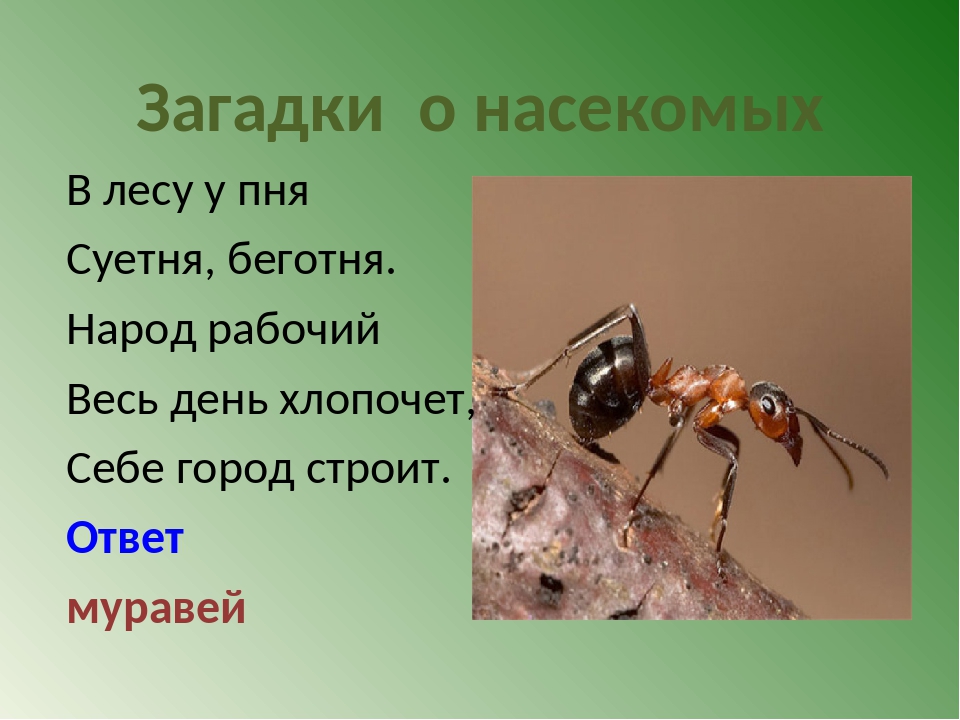 Мы над вами вверх ногами… загадки про насекомых для детей