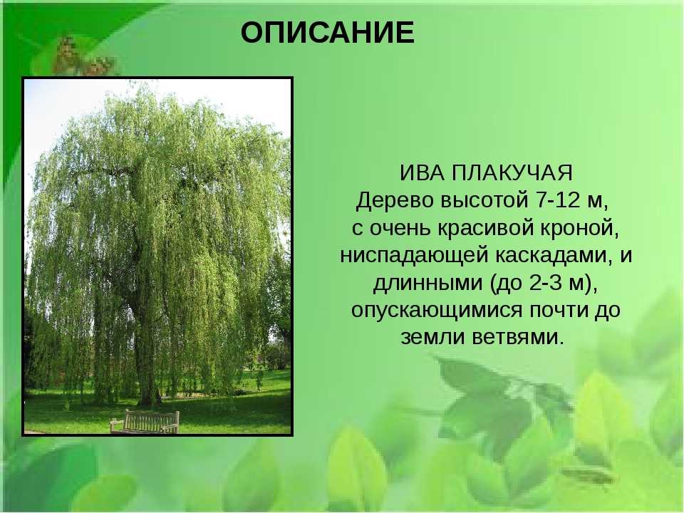 Поделки из листьев, что сделать: аппликации, ежик для подготовительной группы, ива это тальник