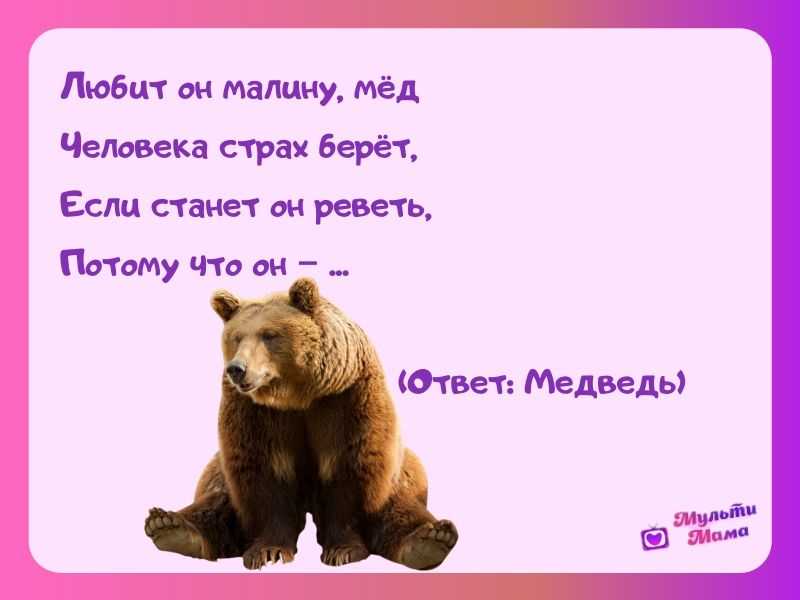 Загадки про медведя для детей с ответами