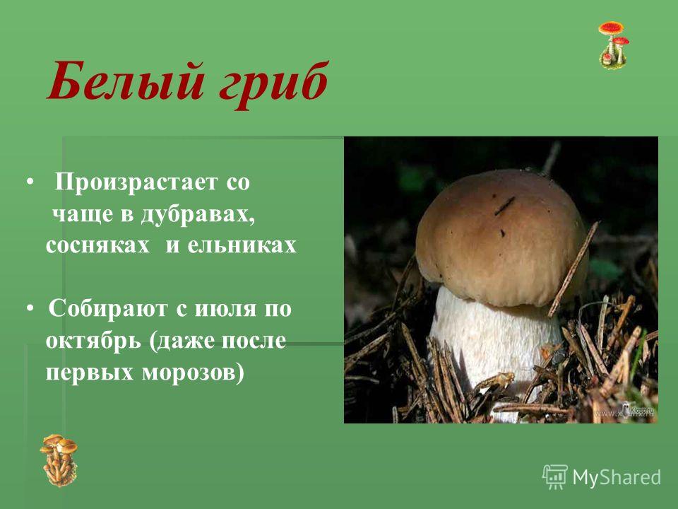 Расскажите детям о грибах - расскажите детям о грибах