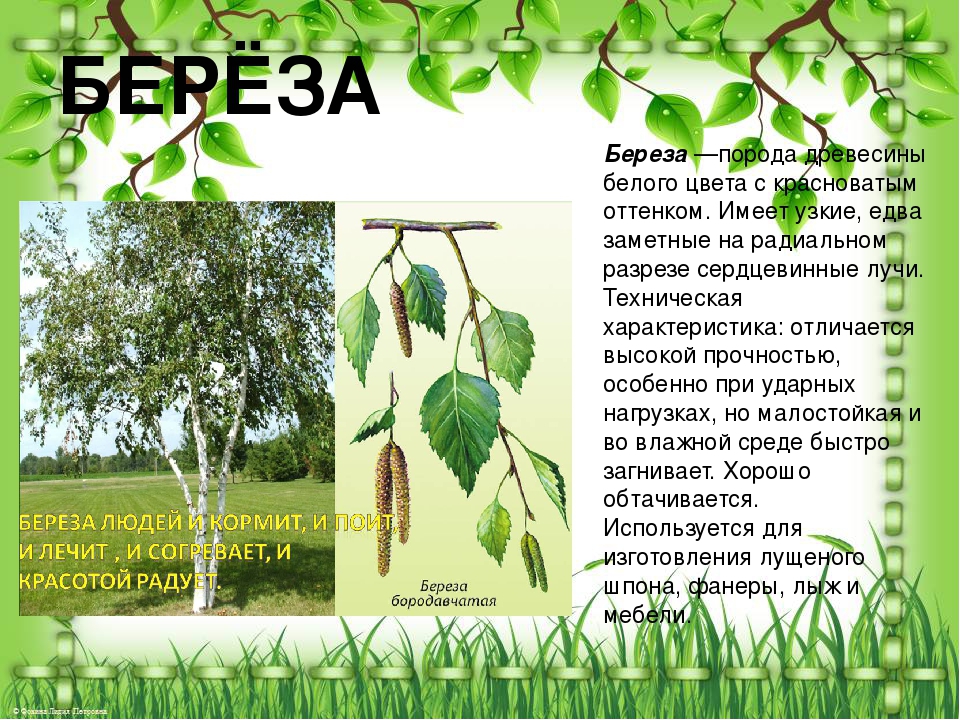 Береза