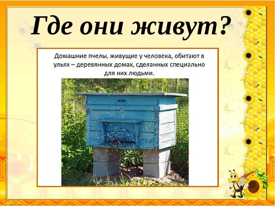 Загадки про насекомых для детей с ответами