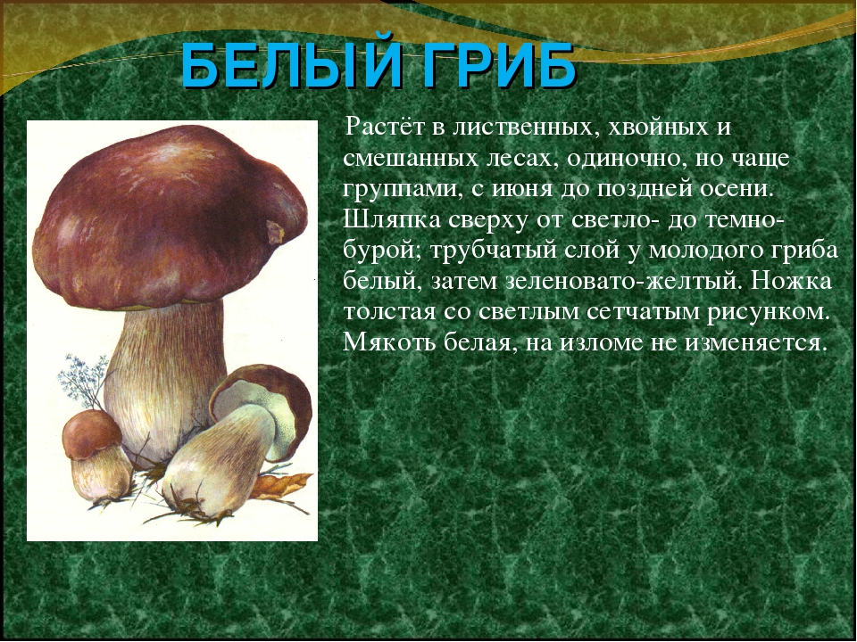 Царь грибов. белый гриб - царь грибов.