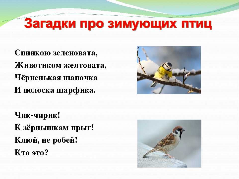 Загадки про птиц для детей