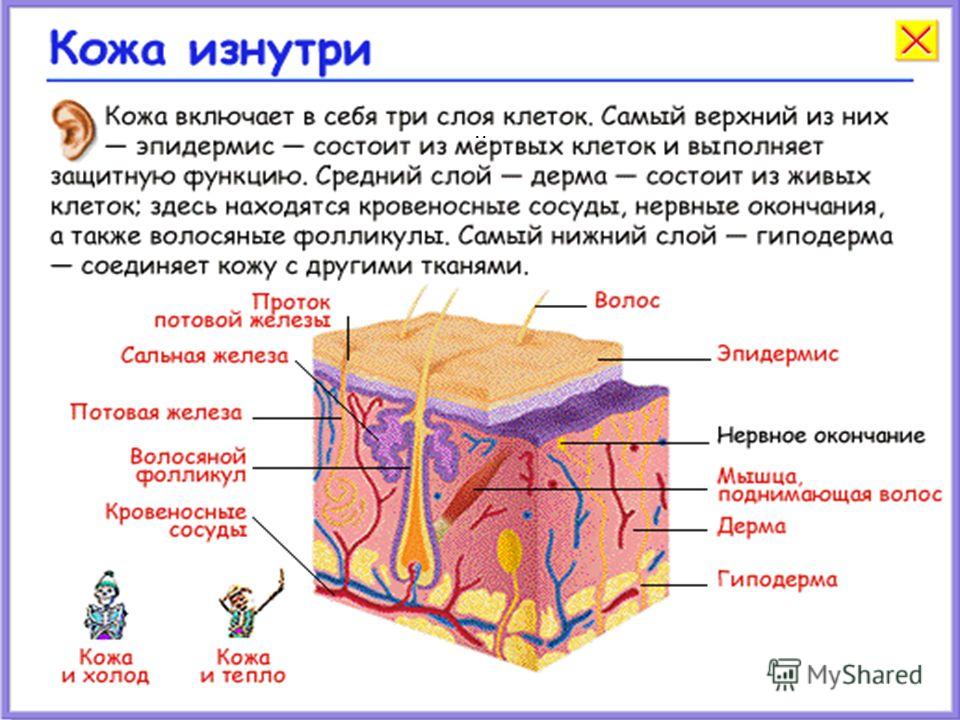 Кожа
