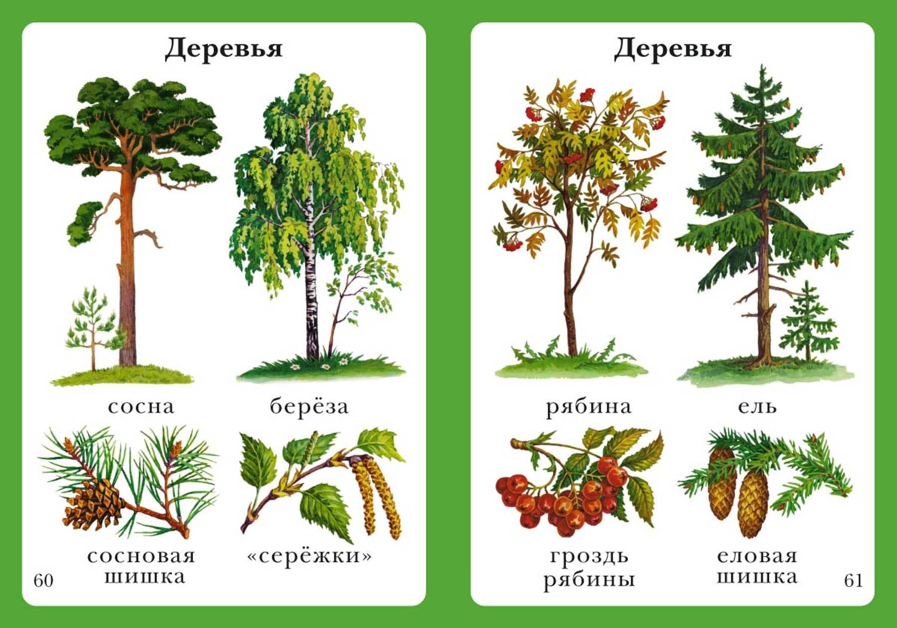 Липа рисунок для детей