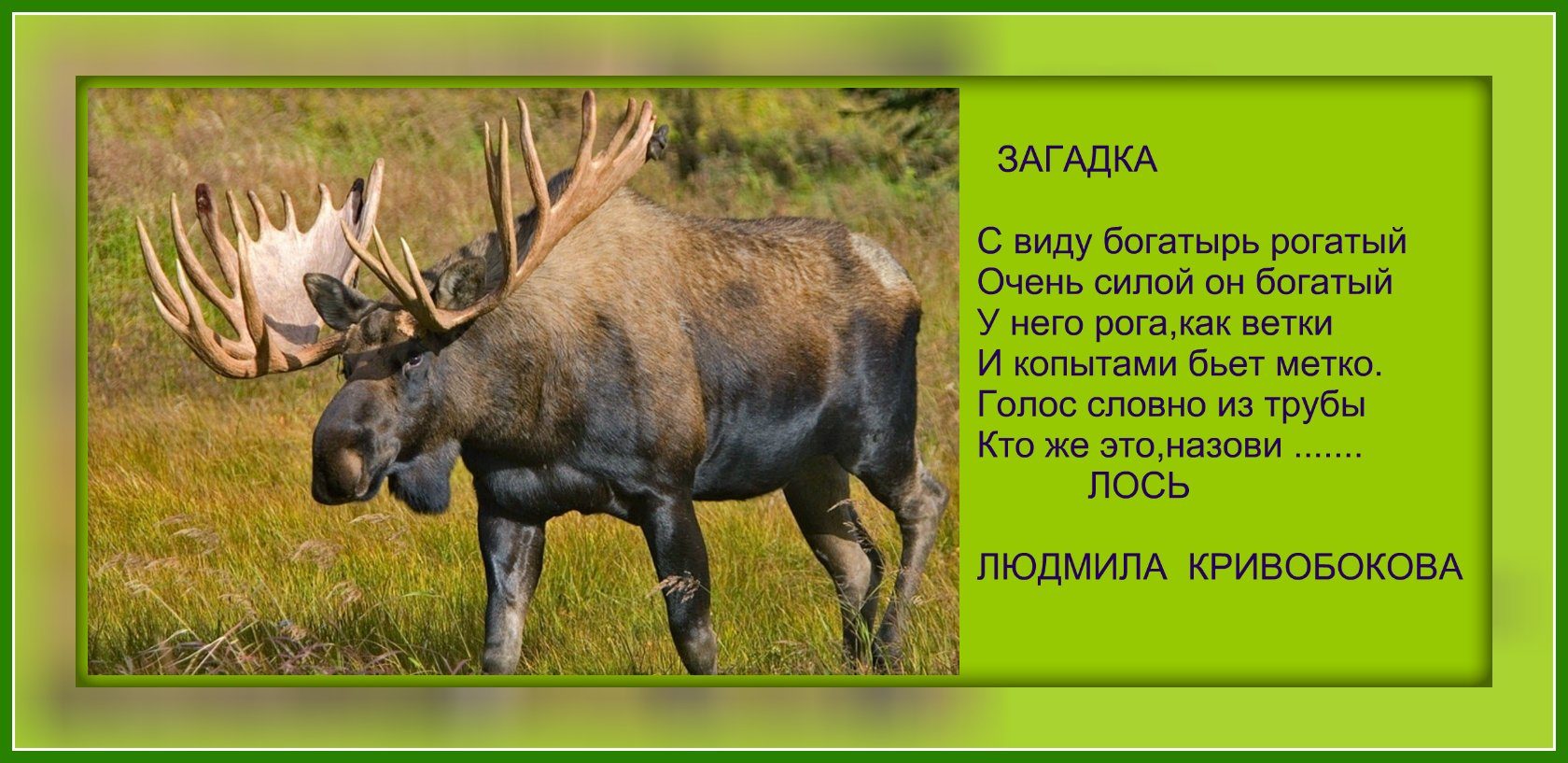 Пословицы и поговорки о диких животных