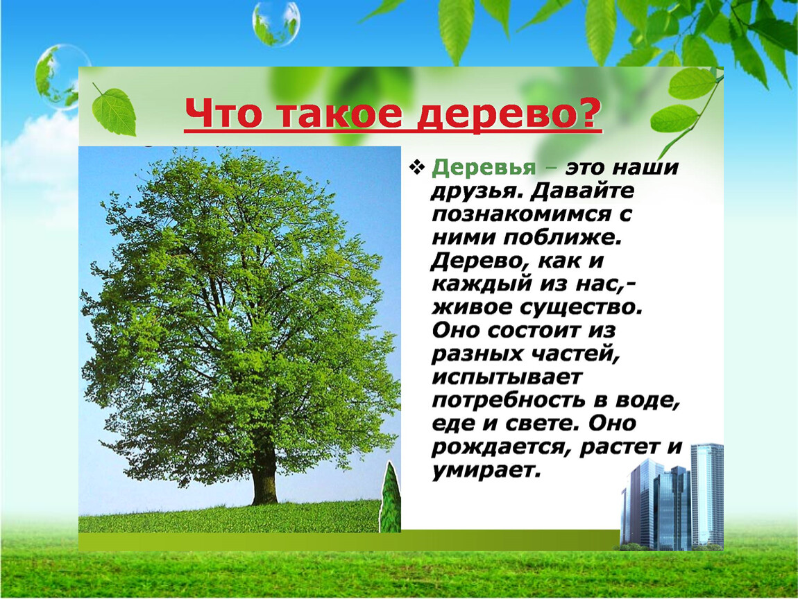Доклад об одном дереве