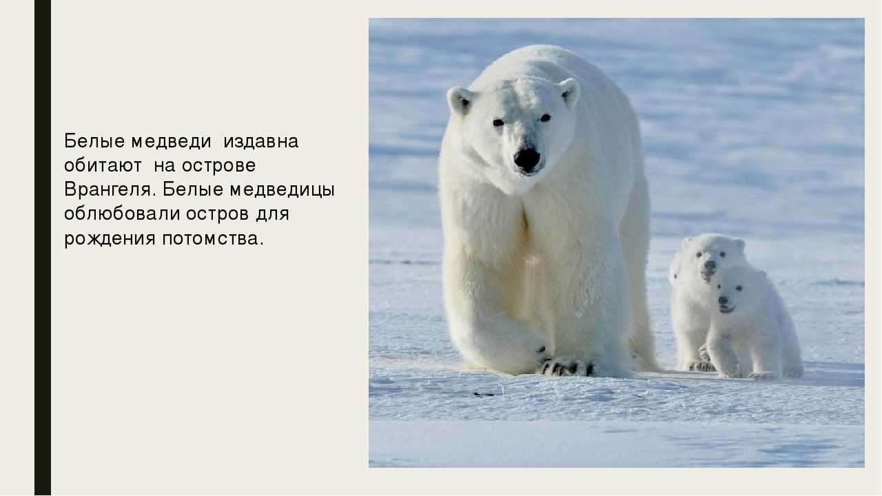 Загадки о диких животных россии для детей