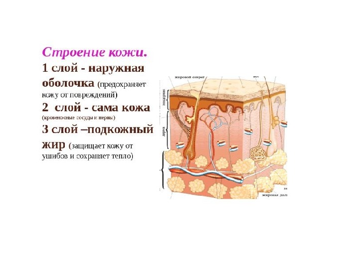 Строение и функции кожи человека. кратко и понятно о самом главном