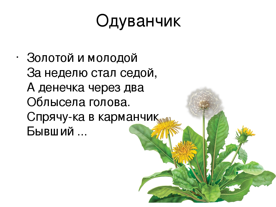 Стихи про растения для детей