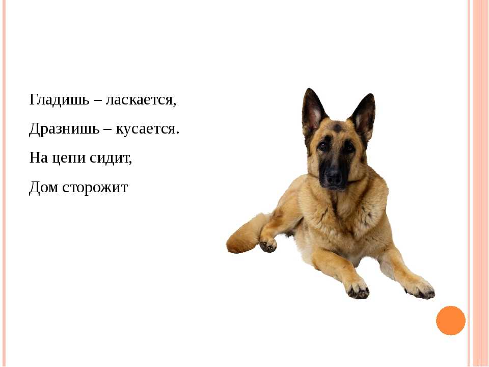 Загадки про собакудля детей и взрослых. хозяин двора, а дом – конура. загадки про собаку прикольные загадки про собак для взрослых