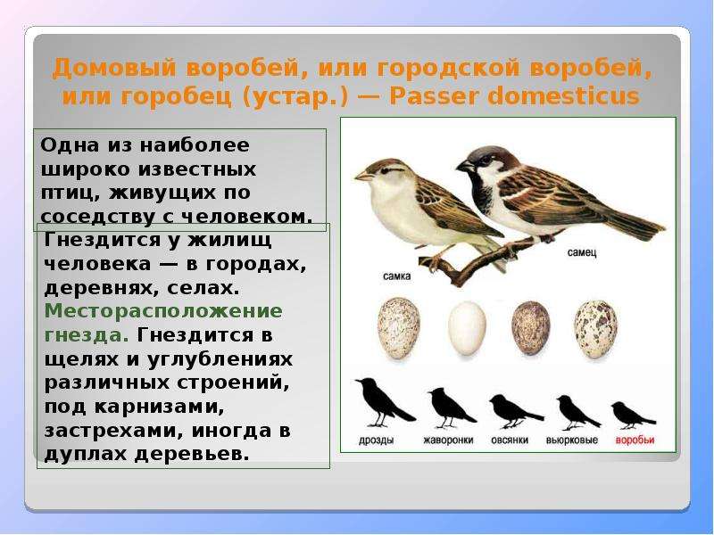 Воробей