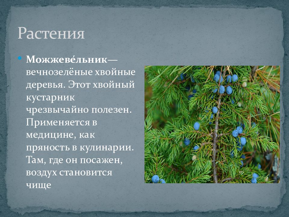 15 удивительных фактов о деревьях | знание – свет