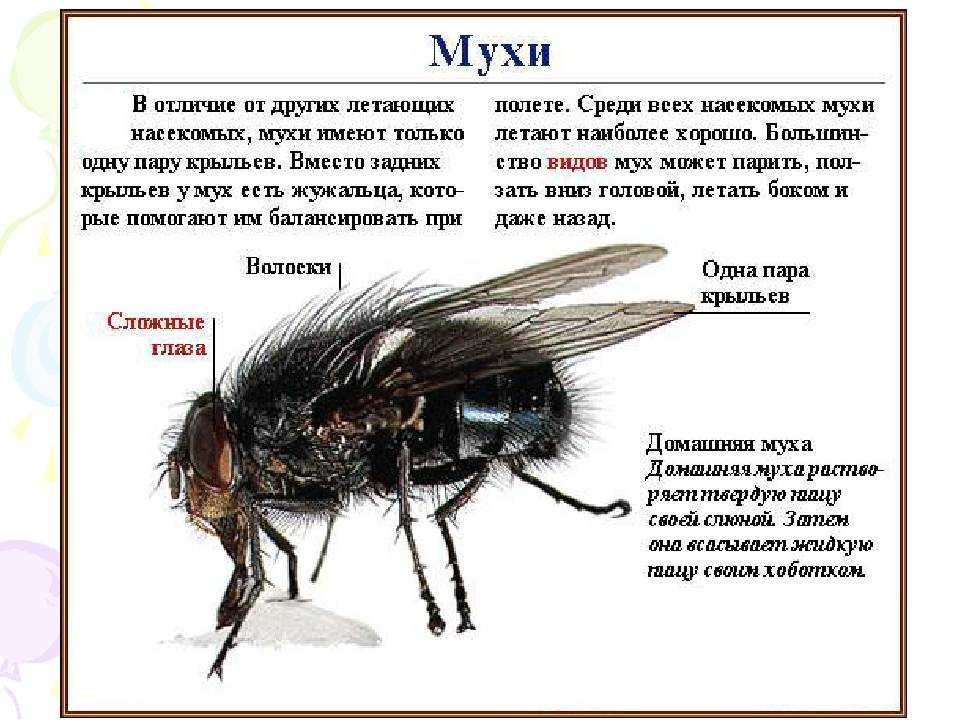 Мухи (les mouches) — кратко для сочинений и пересказов для школьников и студентов