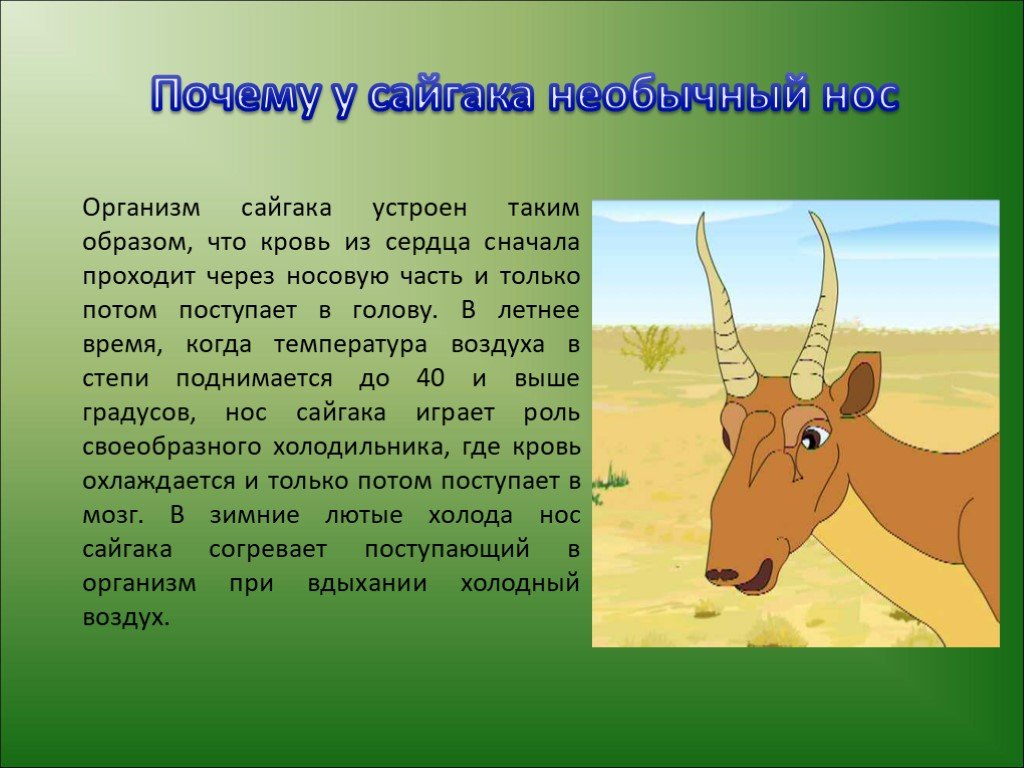 Степные загадки с отгадками презентация, доклад, проект