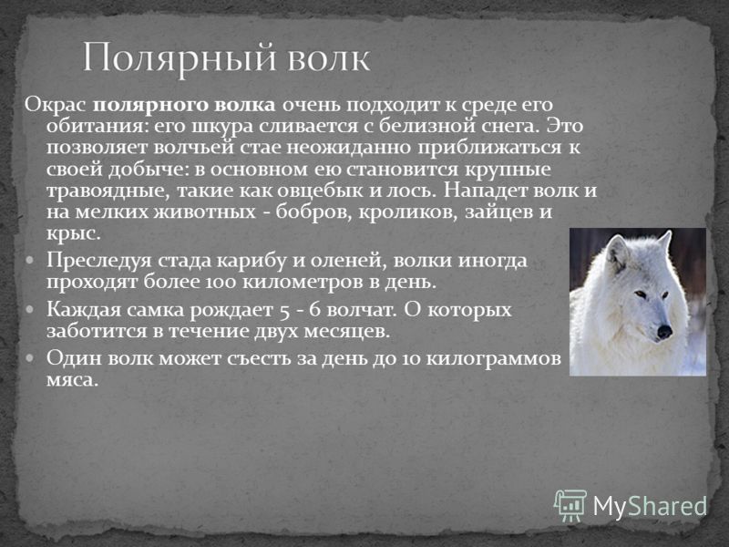 В чем глубокий смысл рассказа о волках и зайцах?