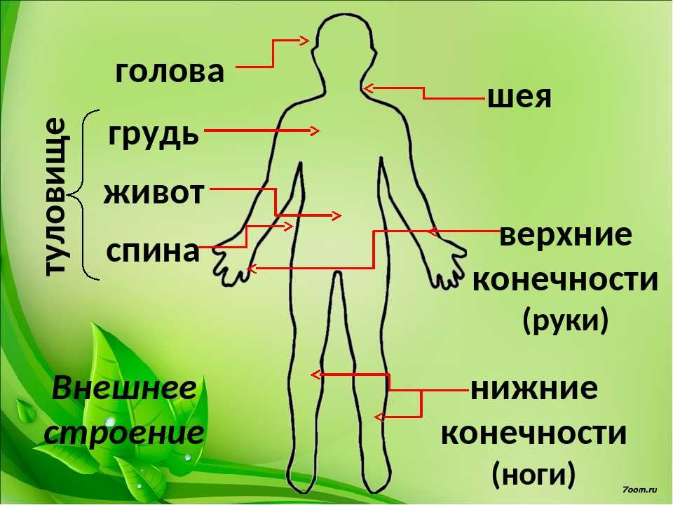 Две спины, одна голова, шесть ног: что это?