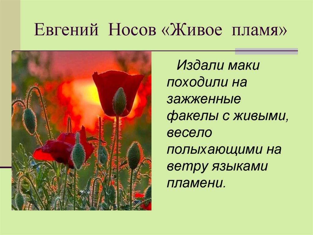 В то лето я снимал комнату в маленьком деревянном домике тёти Оли Однажды она решила посадить цветы и попросила меня разрыхлить землю на клумбе