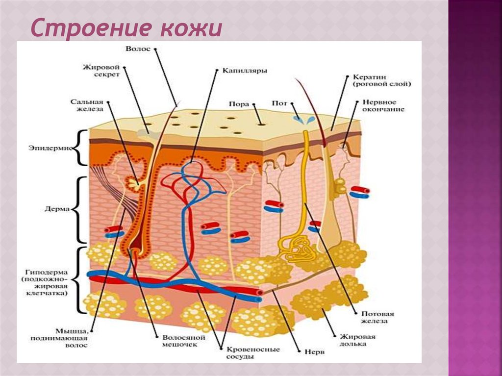 Особенности детской кожи