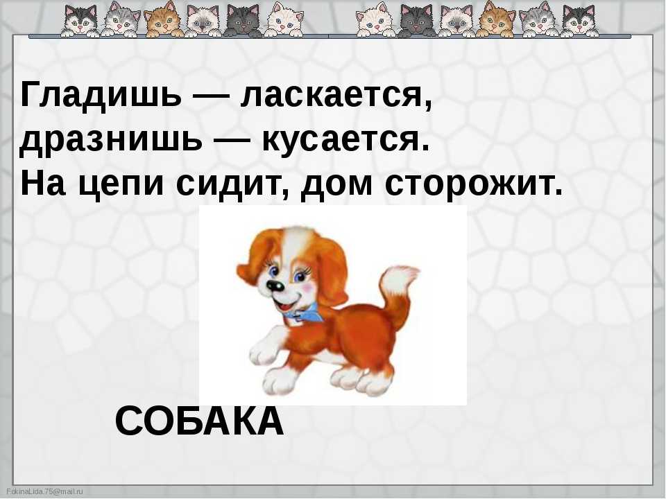 Загадки про разные породы собак. хозяин двора, а дом – конура. загадки про собаку. на цепи сидит, дом сторожит